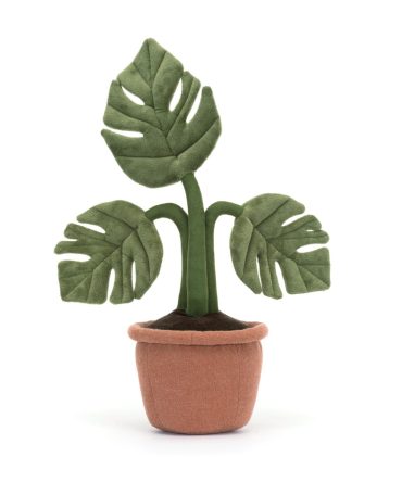 Amuseable Monsterra Plant